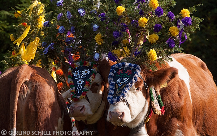 Copyright Gerlind Schiele Photography Tegernsee +49 (0) 170 - 908 85 85